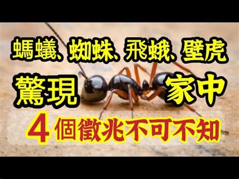 突然好多螞蟻|家裡突然冒出很多小螞蟻怎麼辦？滅蟲專家教3招徹底消滅，1個便。